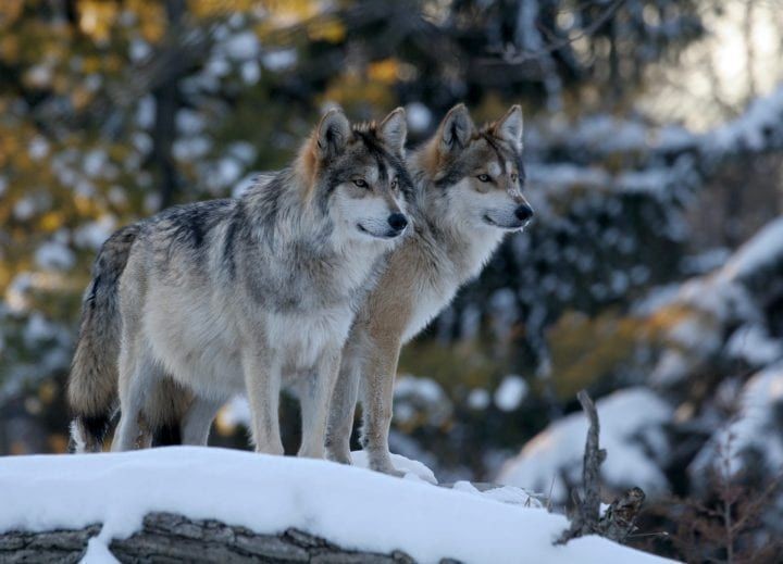 Wolves