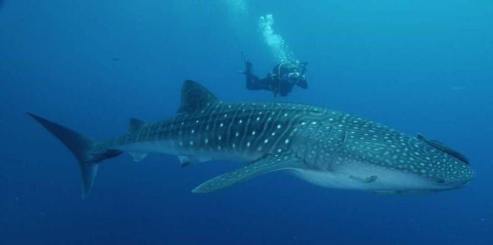 Sharks