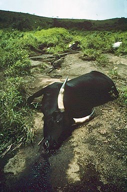 The Lake Nyos Disaster