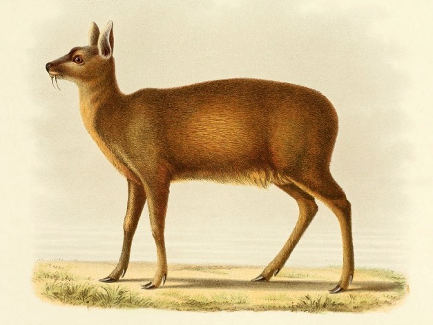 The Vampire Deer