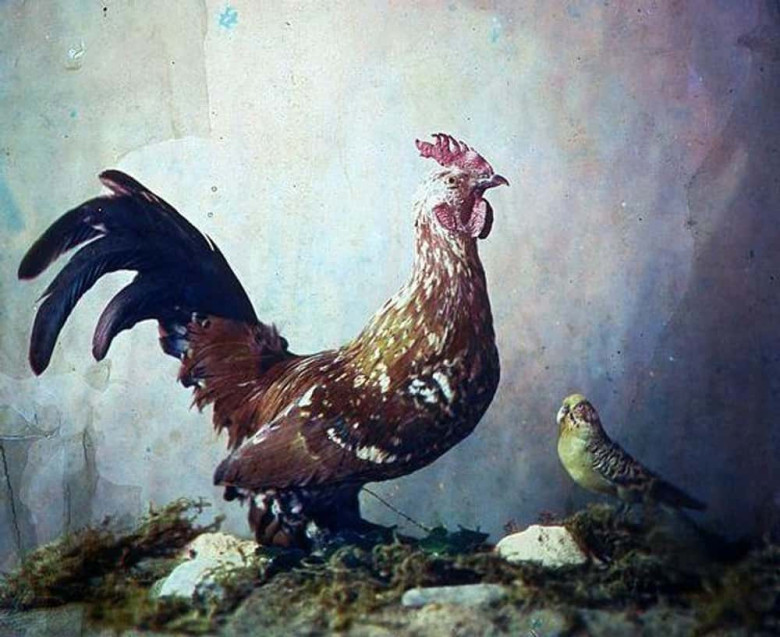 A Still-Life Rooster And Parakeet, 1879