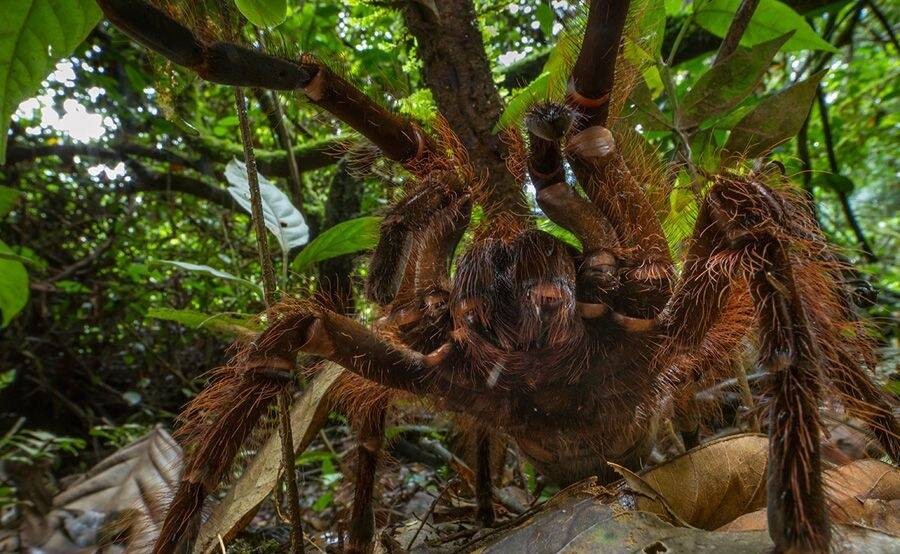 Meet The Goliath Birdeater, The Biggest Spider In The World By Weight
