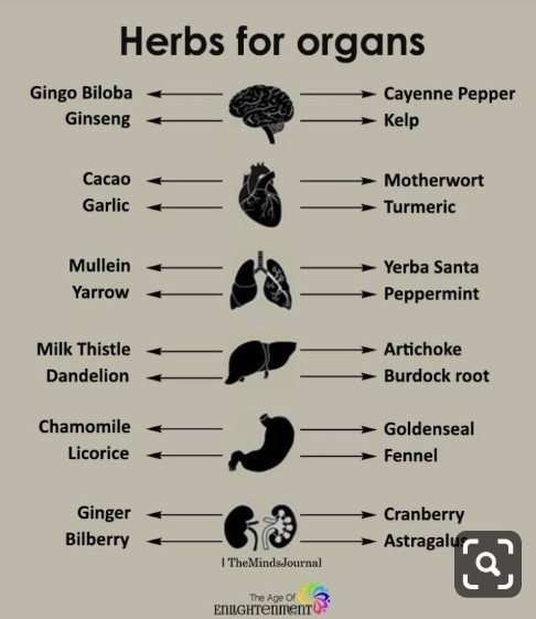 Herbs for organs
