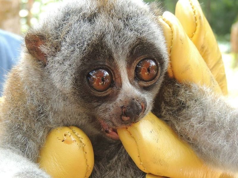 The Deadliest Animals in the World