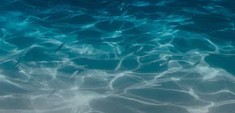 Some facts about ocean animals