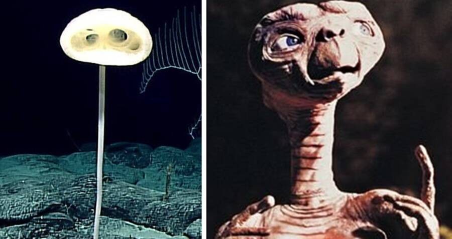 Alien-Like Creature Discovered In The Pacific Ocean