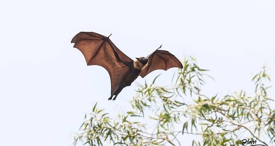 Meet The Giant Golden-Crowned Flying Fox — The Largest Bat In The World