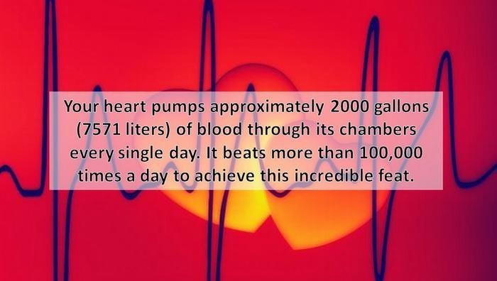 What a Body Does in a Day