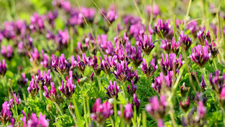 Harnessing the Power of Astragalus: Unravelling its Medicinal Benefits