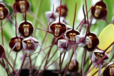 Monkey-faced Orchid