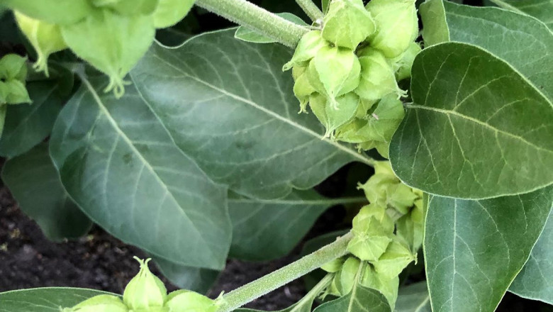 Ashwagandha: An Insight into its Medicinal Marvels