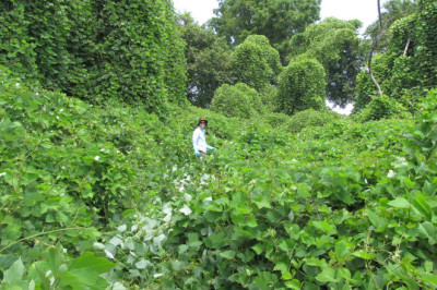 Exploring Kudzu: From Invasive Nightmare to Potential Panacea