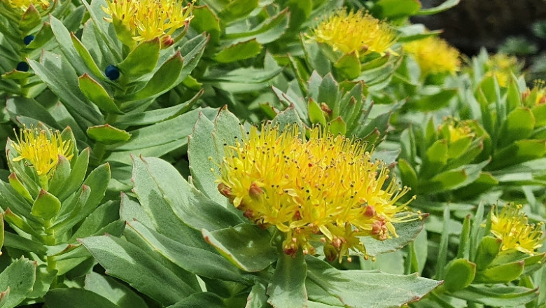 Rhodiola - Nature's Power-packed Performance Booster